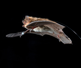 Bat handlers, bat bites, and rabies: vaccination and serological